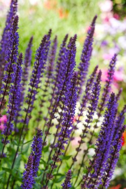 Gün ışığında çiçek açan canlı mor bir çiçek kümesi bahçeye renk katıyor..