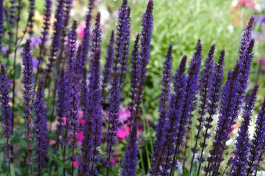 Canlı bir bahçede açan sayısız mor çiçek..