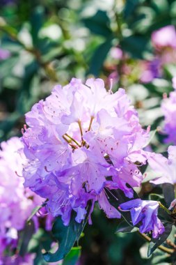 Canlı mor bir çiçek kümesi. Çiçek açmış güzel bir çiçek..