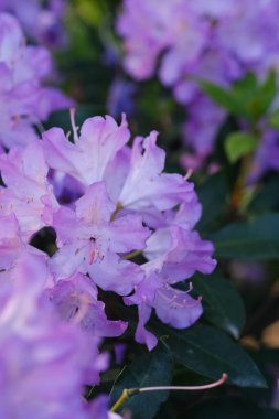 Renkli taç yapraklarını ve narin anatomisini sergileyen canlı mor bir çiçek kümesi..