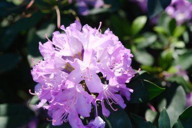 Canlı, yeşil yapraklarla çevrili mor bir çiçeğin detaylı görüntüsü doğanın karmaşık dokularını ve renklerini gözler önüne seriyor..