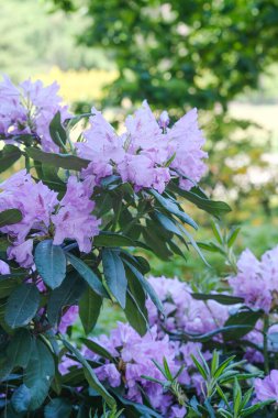Parlak mor çiçekleri ve yemyeşil yaprakları olan bir çalı..
