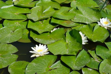 Birçok nilüfer bir göletin üzerinde yüzer. Titreyen yaprakları durgun suyla çelişir..
