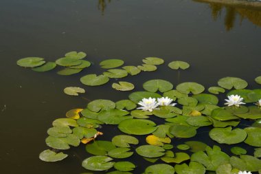 Yüzeyinde bol miktarda nilüfer bulunan bir gölet canlı ve renkli bir manzara yaratıyor..