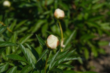 Yeşil çimenlere saçılmış beyaz bir çiçek kümesi..