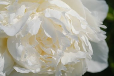 Doğal ışıkta parlayan büyük beyaz bir çiçeğin detaylı görüntüsü..