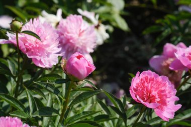 Yeşil yapraklarla dolu bir bahçede bir araya toplanmış çok sayıda pembe çiçek..