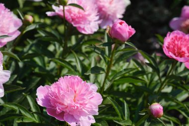 Sayısız pembe çiçek, canlı bir bahçede birlikte çiçek açıyor..