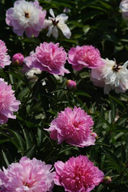 Bir demet pembe ve beyaz çiçek canlı bir şekilde çiçek açar bahçe ortamında, güzellikler sergilenir tam çiçeklenirken.