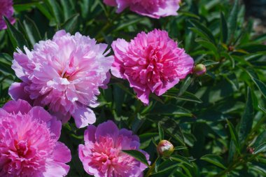 Yeşil çimenlere saçılmış pembe bir çiçek kümesi.