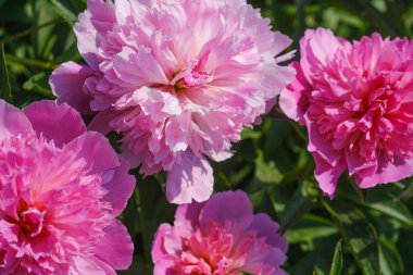 Açık havada yeşil çimlerin arasında duran bir demet pembe çiçek..