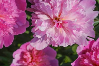 Çiçek açan pembe bir çiçek kümesi, canlı yapraklar ve bir bahçede ya da tarlada narin yeşil saplar sergiliyor..