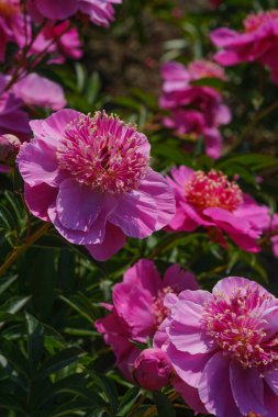 Yeşil çimenlere dağılmış pembe çiçek koleksiyonu..