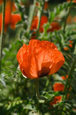 Bereketli bir tarlada açan canlı kırmızı bir çiçeğin detaylı bir görüntüsü..
