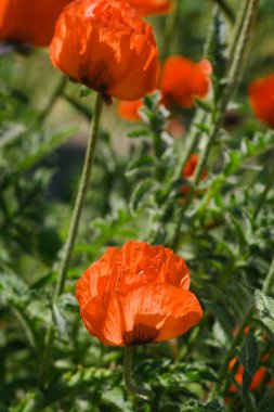 Canlı turuncu bir çiçek grubu güneşin altındaki bir tarlada dikiliyor..