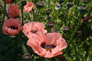Bir tarlada çok sayıda pembe çiçek açar, canlı ve renkli bir manzara yaratır..