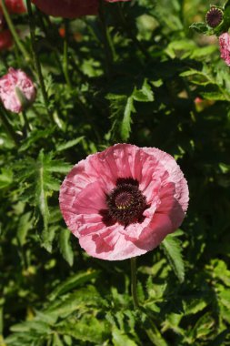Canlı pembe bir çiçeğin yemyeşil bir tarlada çiçek açmasının detaylı görüntüsü..