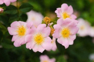 Parlak sarı merkezli pembe çiçek demeti tamamen çiçek açmış..