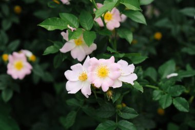 Grupta canlı yeşil yaprakları olan birkaç pembe çiçek, doğal güzelliklerini sergiliyor..