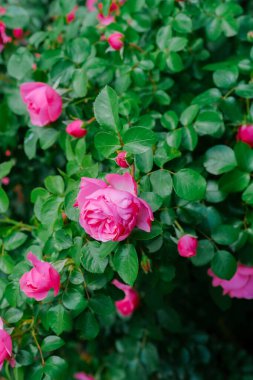 Çalının üzerindeki yemyeşil yaprakların arasında açan canlı pembe güller..