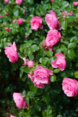 Canlı pembe güller ve yemyeşil yapraklarla dolu bir çalı tamamen çiçek açmış, renkli ve canlı bir doğa gösterisi yaratıyor..