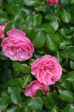 Pembe güller ve yemyeşil yapraklarla dolu bir çalı..