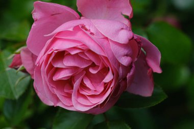 Canlı yeşil yapraklarla çevrili pembe bir gülün detaylı görüntüsü..