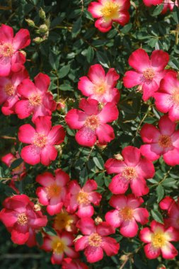 Bir çalılıkta bol bol açan pembe çiçek kümesi, bir bahçe düzeninde canlı ve renkli bir görüntü yaratır..