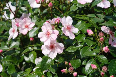 Pembe çiçeklerle dolu bir çalı ve yemyeşil yapraklar canlı bir şekilde çiçek açıyor..