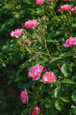 Canlı pembe çiçekleri ve yemyeşil yaprakları olan sık bir çalı bahçesinde renkli bir görüntü oluşturur..