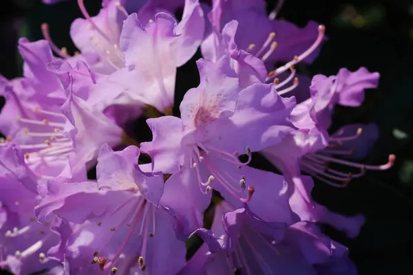 stock image A cluster of vibrant purple flowers blooming in full glory.