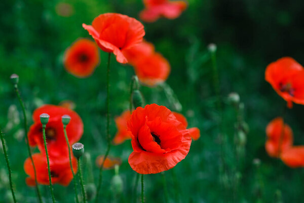 A cluster of vibrant red flowers contrast against the green grass in a natural setting.