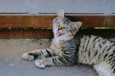 Çizgili bir kedi yavrusu, öğleden sonra güneşli bir bahçede bir bankın altında uzanırken rahatlar ve esner..