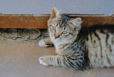 Bir tekir kedi paslı metal bir kenarın yanında dinleniyor, tembelce dışarıdaki sıcak ve güneşli alanı seyrediyor..