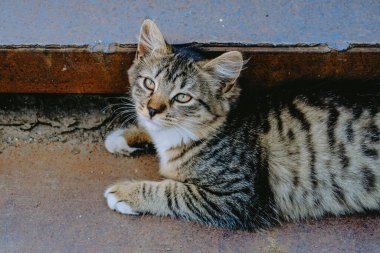 Neşeli bir tekir kedi, huzurlu bir açık alanda, sıcak öğleden sonra güneşinin tadını çıkararak yerde rahatça dinlenir..