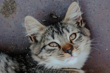 Anlamlı gözleri olan bir tekir kedi gri bir yüzeyde rahat bir şekilde uzanıyor, güneşin altında sıcak bir öğleden sonranın tadını çıkarıyor, kürkü ışığı yansıtıyor..