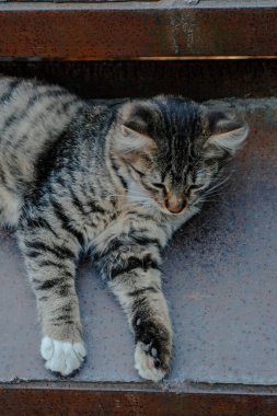 Çizgili bir kedi sakin bir şekilde merdivenlerde uzanıyor, öğleden sonra güneşinin altında dinleniyor..