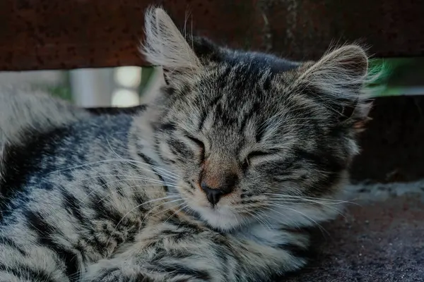 Bir tekir kedi gözleri kapalı, sıcak güneşin ahşap yüzeyinde huzur içinde uyur..