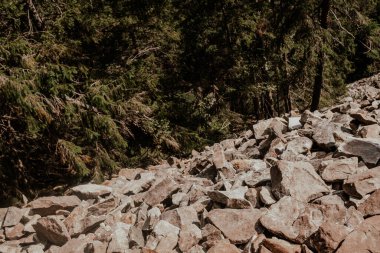 Parlak güneşin altında, yemyeşil ağaçlarla çevrili kayalar orman zeminine dağılır..