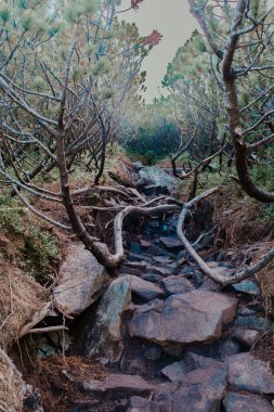 A rocky pathway winds through trees with twisted branches, leading up a hillside alive with dense green foliage under a cloudy sky. clipart