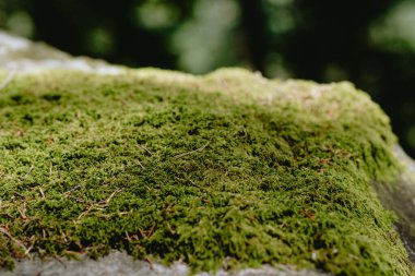 Bereketli, yeşil bir yosun tabakası, yumuşak güneş ışığıyla aydınlatılan sakin bir orman zemininde dokusunu ve rengini sergileyen bir taş yüzeyi örtüyor..
