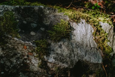 Yosun tutmuş bir kayanın dokuları, güneş ışığının etrafındaki yaprakların arasında barışçıl bir orman atmosferinde dans etmesi gibi vurgulanır..
