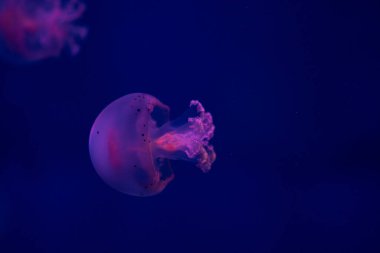 Denizanası yavaşça sürüklenir, canlı renklerini karanlık su zeminine karşı sergiler..