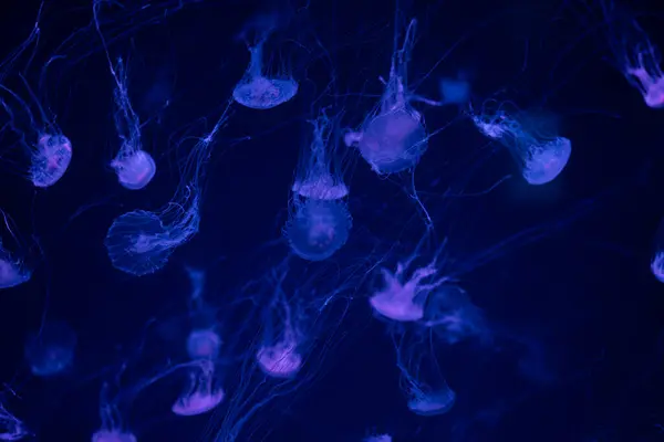 stock image Jellyfish drift in a vibrant display of colors under deep blue illumination.