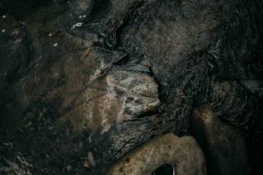 Nehir kıyısındaki dokulu kayalarda parlayan su, doğanın yarattığı karmaşık desenleri ve yeni yağışları ortaya çıkarıyor..