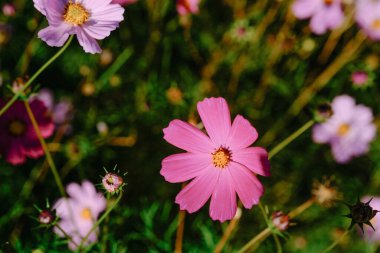 Renkli kozmos çiçekleri canlı bir bahçede çiçek açar, pembe ve mor yapraklarını yemyeşil bir yaprak zemininde sergilerler..