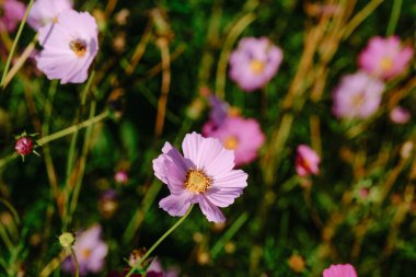 Narin pembe kozmos çiçekleri rüzgarda hafifçe sallanıyor, canlı bir bahar gününün ılık güneşinin tadını çıkarıyor bir bahçede..