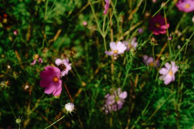 Renkli kır çiçekleri yeşil bir tarlada serpildikçe çeşitli renkler sergilerler. Baharın ılık ışığında canlı bir atmosfer yaratırlar..