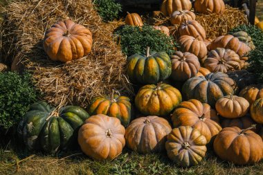 Turuncu ve yeşilin çeşitli tonlarında bol balkabakları saman balyalarının yanında sanatsal olarak düzenlenerek kırsal bir tarım pazarında sonbaharın güzelliğini gözler önüne seriyor. Sıcak güneş ışığı mevsimsel atmosferi güçlendirir..