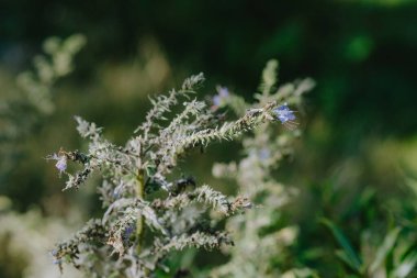 Parlak yeşil bitkiler küçük mavi çiçekleri sergiliyor güneşli bir açık havada gelişen, doğanın güzelliğini gözler önüne seren.